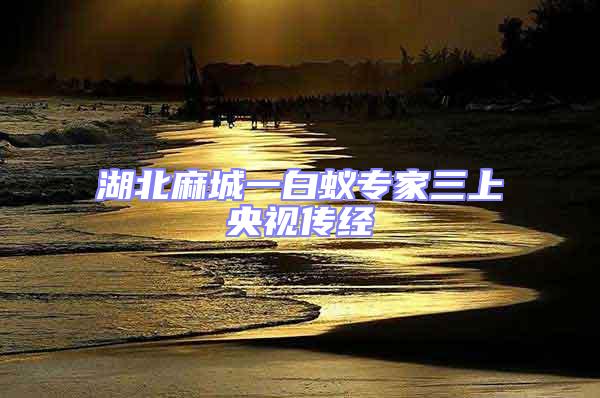 湖北麻城一白蟻專家三上央視傳經