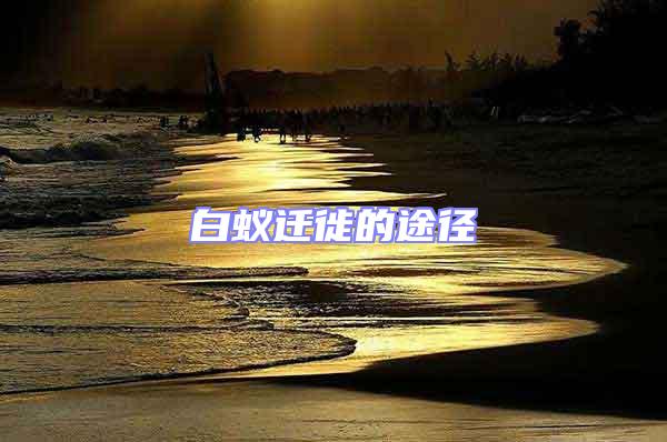 白蟻遷徙的途徑