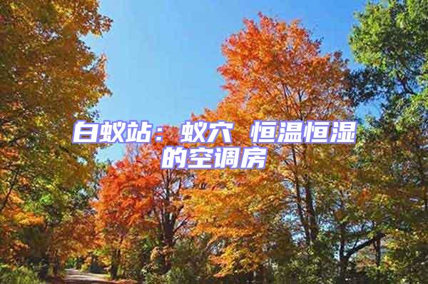 白蟻站：蟻穴 恒溫恒濕的空調房