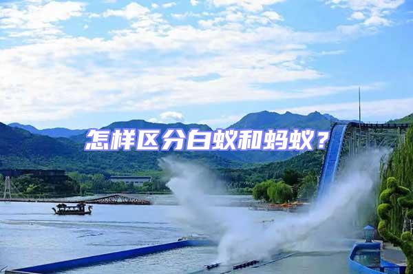 怎樣區分白蟻和螞蟻？