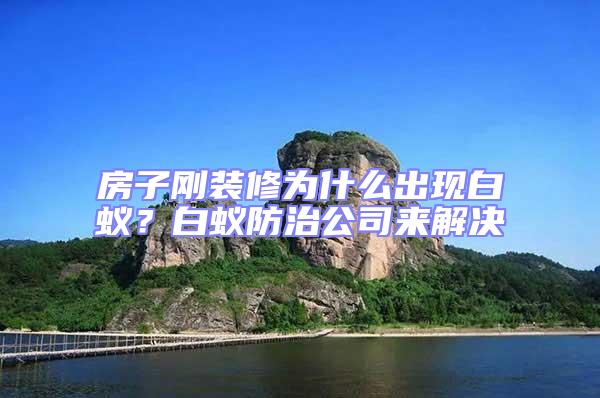 房子剛裝修為什么出現白蟻？白蟻防治公司來解決