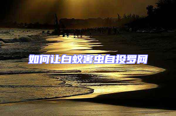 如何讓白蟻害蟲(chóng)自投羅網(wǎng)