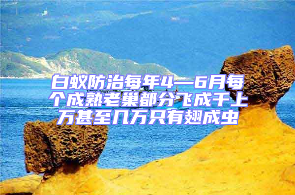 白蟻防治每年4—6月每個(gè)成熟老巢都分飛成千上萬甚至幾萬只有翅成蟲