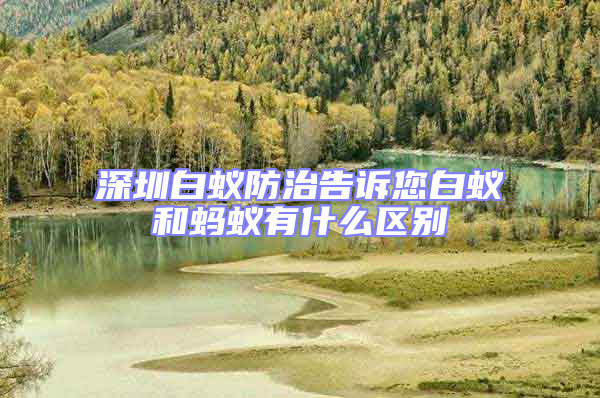 深圳白蟻防治告訴您白蟻和螞蟻有什么區別