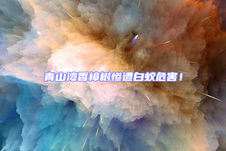 青山灣香樟樹慘遭白蟻危害！