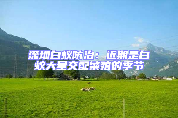 深圳白蟻防治：近期是白蟻大量交配繁殖的季節
