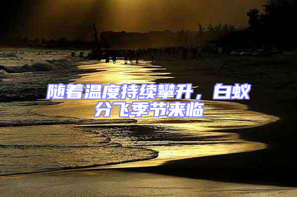 隨著溫度持續攀升，白蟻分飛季節來臨