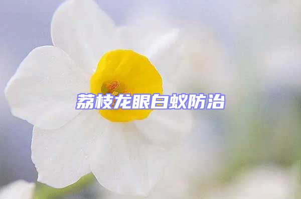 荔枝龍眼白蟻防治