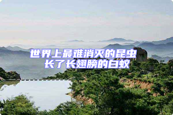 世界上最難消滅的昆蟲 長(zhǎng)了長(zhǎng)翅膀的白蟻