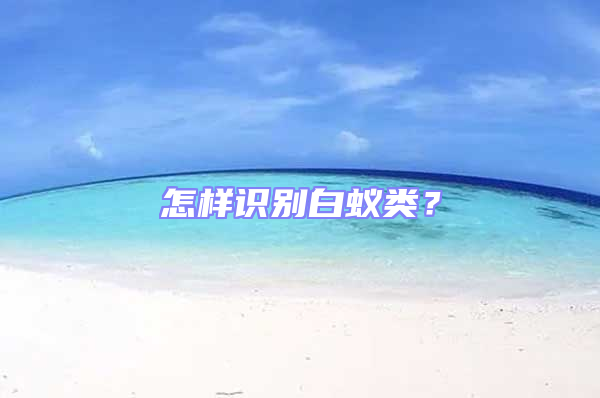 怎樣識別白蟻類？
