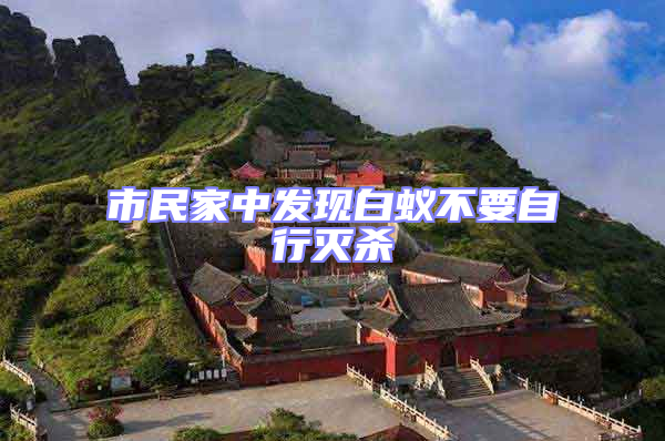 市民家中發(fā)現白蟻不要自行滅殺