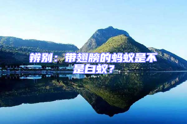 辨別：帶翅膀的螞蟻是不是白蟻？