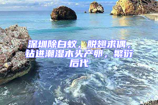 深圳除白蟻，脫翅求偶，鉆進潮濕木頭產卵，繁衍后代