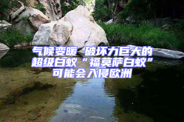 氣候變暖 破壞力巨大的超級白蟻“福莫薩白蟻”可能會入侵歐洲