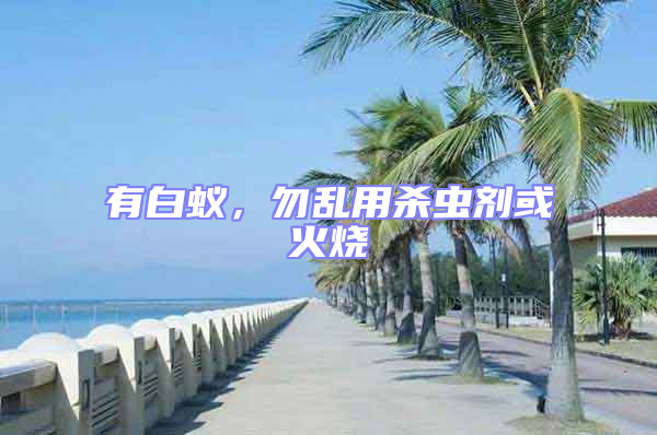 有白蟻，勿亂用殺蟲劑或火燒