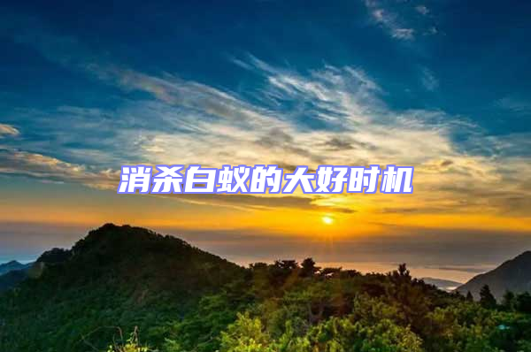 消殺白蟻的大好時機(jī)