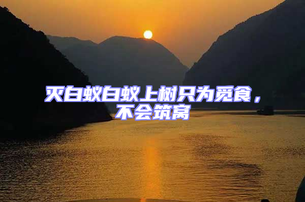 滅白蟻白蟻上樹(shù)只為覓食，不會(huì)筑窩