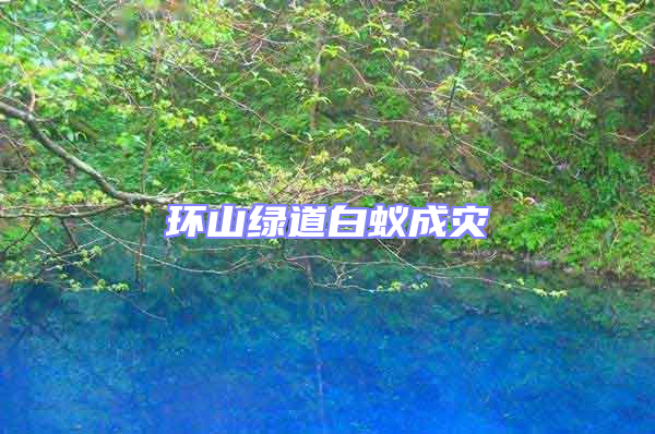 環(huán)山綠道白蟻成災