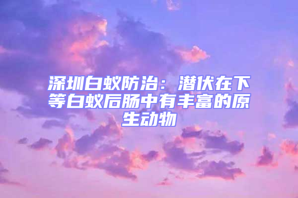 深圳白蟻防治：潛伏在下等白蟻后腸中有豐富的原生動物