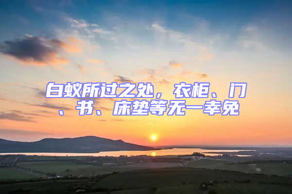 白蟻所過(guò)之處，衣柜、門(mén)、書(shū)、床墊等無(wú)一幸免