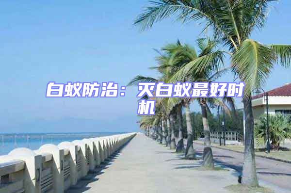 白蟻防治：滅白蟻最好時機