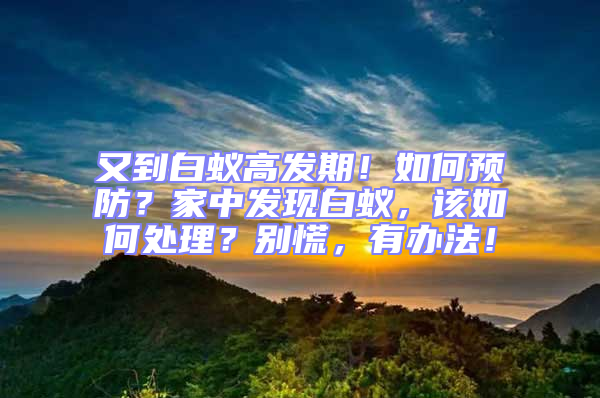 又到白蟻高發期！如何預防？家中發現白蟻，該如何處理？別慌，有辦法！